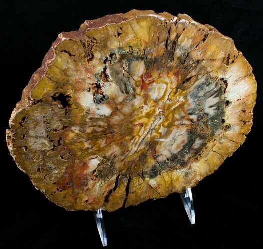 Richly Colored Petrified Wood Slab - Madagascar #6270